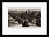 Orange Culture In Florida, 1886 by Anonymous