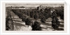 Orange Culture In Florida, 1886 by Anonymous