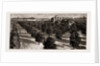 Orange Culture In Florida, 1886 by Anonymous