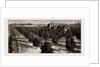 Orange Culture In Florida, 1886 by Anonymous