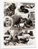 The Band Of Kindness! Donkey And Pet Show At Manchester, UK, 1886 by Anonymous