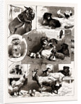 The Band Of Kindness! Donkey And Pet Show At Manchester, UK, 1886 by Anonymous