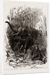 The Indian Section Of The Colonial And Indian Exhibition, 1886 by Anonymous