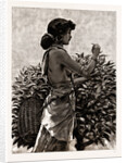 The Ceylon Tea Industry, Sri Lanka: Tamul Girl Plucking A Tea Bush, 1886 by Anonymous