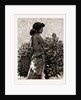 The Ceylon Tea Industry, Sri Lanka: Tamul Girl Plucking A Tea Bush, 1886 by Anonymous