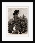 The Ceylon Tea Industry, Sri Lanka: Tamul Girl Plucking A Tea Bush, 1886 by Anonymous