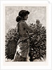 The Ceylon Tea Industry, Sri Lanka: Tamul Girl Plucking A Tea Bush, 1886 by Anonymous