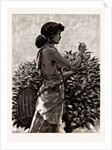 The Ceylon Tea Industry, Sri Lanka: Tamul Girl Plucking A Tea Bush, 1886 by Anonymous
