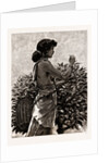 The Ceylon Tea Industry, Sri Lanka: Tamul Girl Plucking A Tea Bush, 1886 by Anonymous