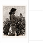 The Ceylon Tea Industry, Sri Lanka: Tamul Girl Plucking A Tea Bush, 1886 by Anonymous