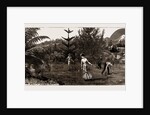 Winter At Taranaki, New Zealand, 1886 by Anonymous