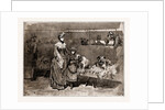 Among The Bull Dogs At The Kennel Club Show, UK, 1886 by Anonymous