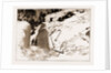 The Fatal Avalanche Near Davos, 1897 by Anonymous