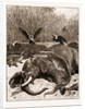 How Are The Mighty Fallen!: A Scene On The Banks Of The Limpopo River, South Africa, 1897 by Anonymous
