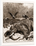 How Are The Mighty Fallen!: A Scene On The Banks Of The Limpopo River, South Africa, 1897 by Anonymous