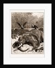 How Are The Mighty Fallen!: A Scene On The Banks Of The Limpopo River, South Africa, 1897 by Anonymous