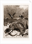 How Are The Mighty Fallen!: A Scene On The Banks Of The Limpopo River, South Africa, 1897 by Anonymous