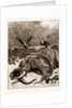 How Are The Mighty Fallen!: A Scene On The Banks Of The Limpopo River, South Africa, 1897 by Anonymous