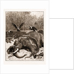 How Are The Mighty Fallen!: A Scene On The Banks Of The Limpopo River, South Africa, 1897 by Anonymous