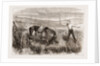 A Trooper's Horse In Foxton Mire, Autumn Manoeuvers 1873 by Anonymous