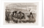 A Trooper's Horse In Foxton Mire, Autumn Manoeuvers 1873 by Anonymous