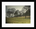 Mature Trees on the Hardwick Hall Estate by Sarah Smith