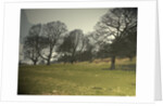 Mature Trees on the Hardwick Hall Estate by Sarah Smith