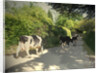 Herd of Cows on Morley Lane in Stanley by Sarah Smith