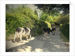 Herd of Cows on Morley Lane in Stanley by Sarah Smith