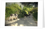 Herd of Cows on Morley Lane in Stanley by Sarah Smith