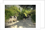 Herd of Cows on Morley Lane in Stanley by Sarah Smith