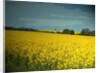 Oil Seed Fields near Morley by Sarah Smith