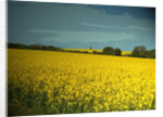 Oil Seed Fields near Morley by Sarah Smith