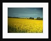 Oil Seed Fields near Morley by Sarah Smith