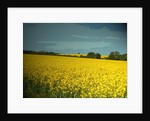 Oil Seed Fields near Morley by Sarah Smith