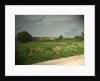 Summer Countryside viewed from Brun Lane by Sarah Smith