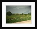 Summer Countryside viewed from Brun Lane by Sarah Smith