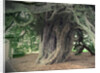 The Doveridge Yew - Trunk by Sarah Smith