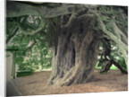 The Doveridge Yew - Trunk by Sarah Smith