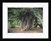 The Doveridge Yew - Trunk by Sarah Smith
