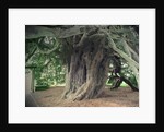 The Doveridge Yew - Trunk by Sarah Smith