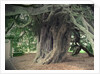 The Doveridge Yew - Trunk by Sarah Smith