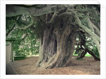 The Doveridge Yew - Trunk by Sarah Smith