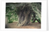 The Doveridge Yew - Trunk by Sarah Smith