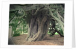 The Doveridge Yew - Trunk by Sarah Smith