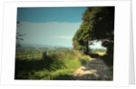 Track and Byway on Madge Hill by Sarah Smith