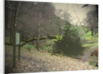 Swallows Wood by Sarah Smith
