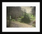 Swallows Wood by Sarah Smith