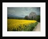 Field of Oil Seed by Padley Wood Lane by Sarah Smith