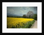 Field of Oil Seed by Padley Wood Lane by Sarah Smith